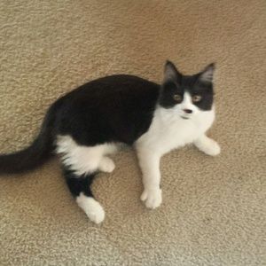 Meet your Posher, Jeanie